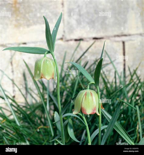 Fritillaria Pontica Bul044180 Stock Photo Alamy