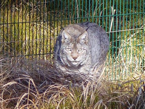 Lynx lynx (Linnaeus, 1758); rys ostrovid | BOTANY.cz