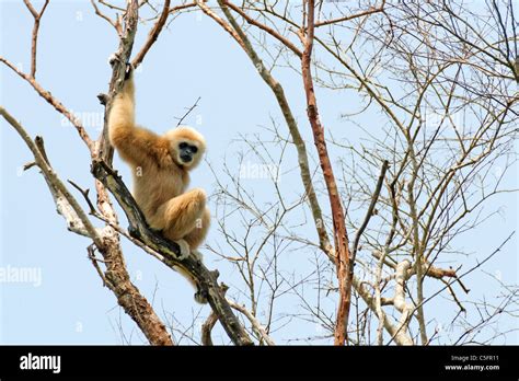 White Handed Gibbon Hylobates Lar Standing In Tree Thailand Stock