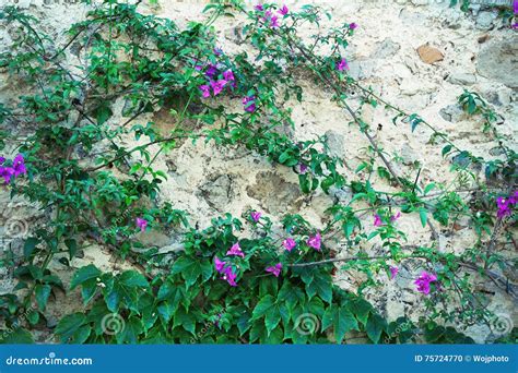 Old Wall With Climbing Flowers Stock Photo Image Of Decor Branch