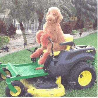 dog driving | GIF | PrimoGIF