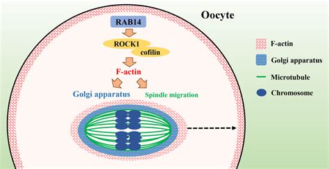 Diagram Of Rab14 Functions During Oocyte Meiosis Rab14 Plays A Role In