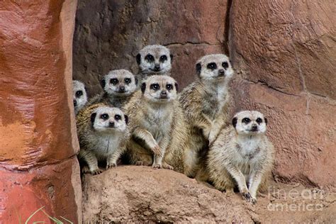 Meerkat Manor Photograph by Donna Peden