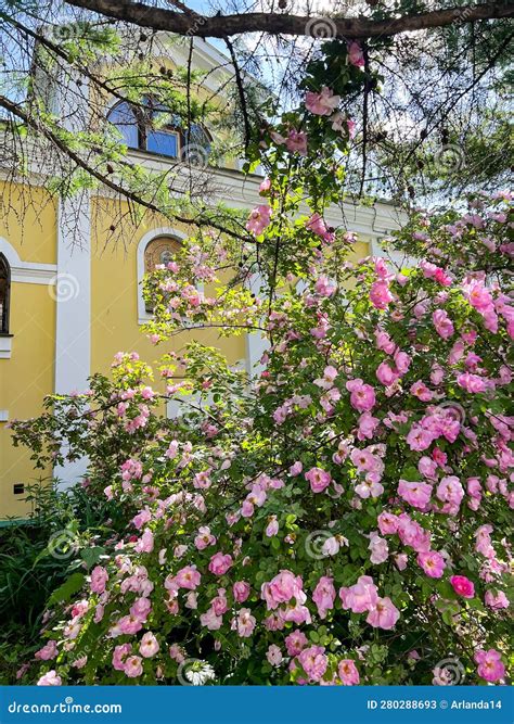 A Beautiful Dog-rose Bush Under the Larch Stock Image - Image of canina