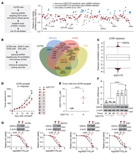 Odf2l Expression Correlates With Sensitivity To Wee1 Inhibition In Eoc