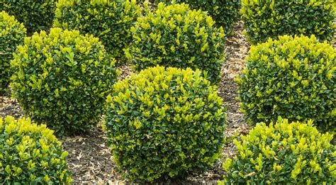 Самшит/Buxus на Supersadovnik.ru