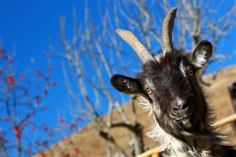 Фото Козлов Животных – Telegraph