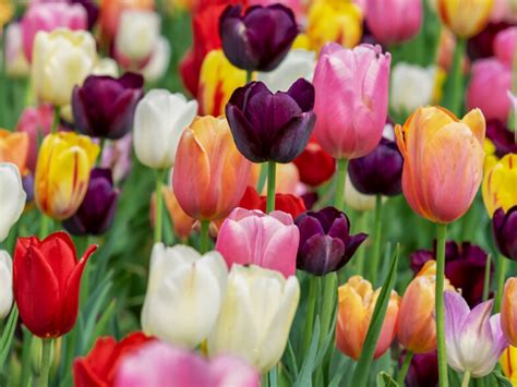 How BLOOM! Teaches The Importance Of Nature And Plants To Kids