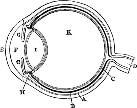 Eye Diagram Vector Art, Icons, and Graphics for Free Download