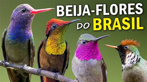 BEIJA FLORES FATOS E CURIOSIDADES Quantos Existem No Brasil