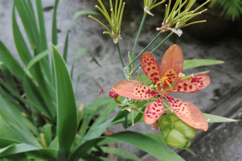 Unleash Your Wild Side How To Grow Leopard Lily The Plant Bible