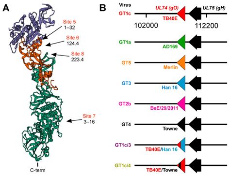 polymorphic forms  human cytomegalovirus glycoprotein  protect