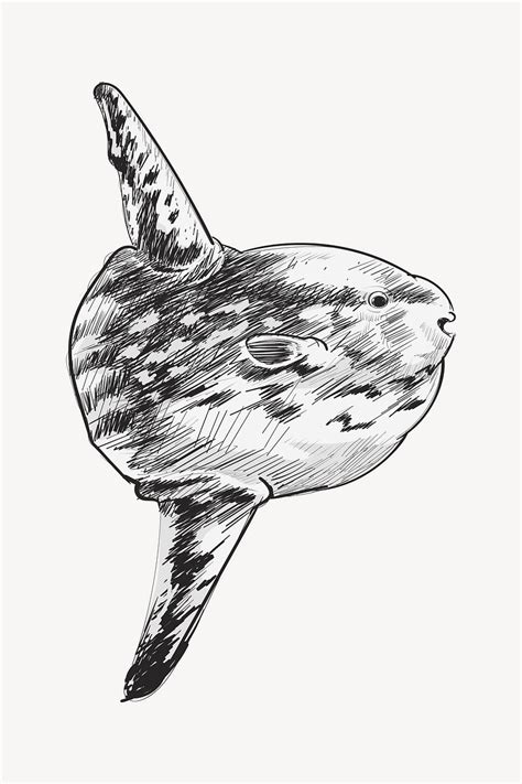 Mola Mola Drawing