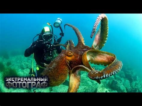 Дофлейна. Гигантские осьминоги - YouTube