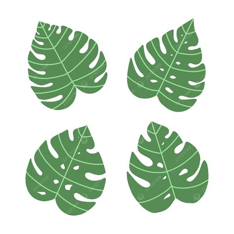 Vector De Hoja De Monstera PNG Dibujos Monstruosa Hoja Vector PNG Y