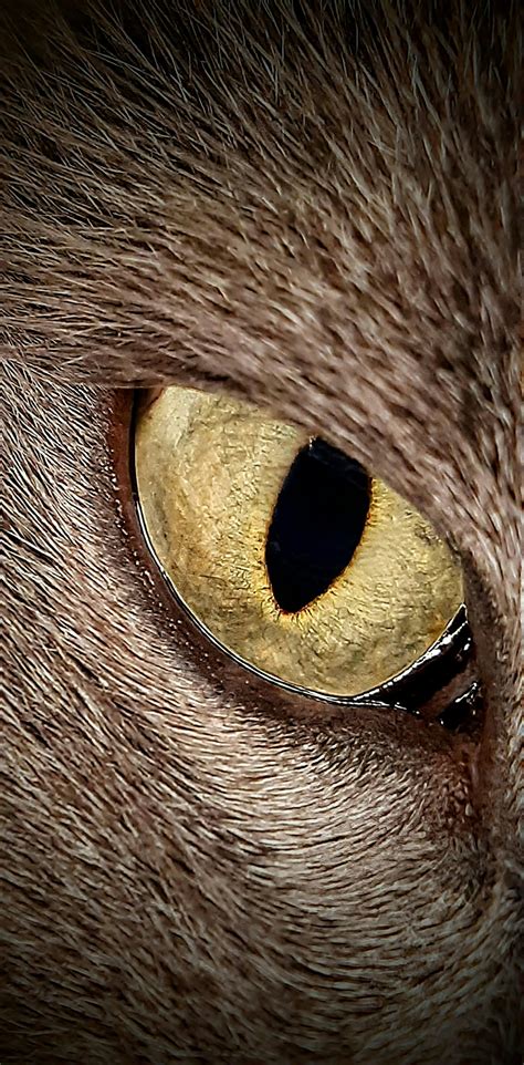 Apexel ZoomMacro Macro Lens for Phone – APEXEL