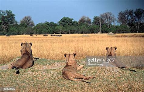 Lions Hunting Zebra Photos and Premium High Res Pictures - Getty Images