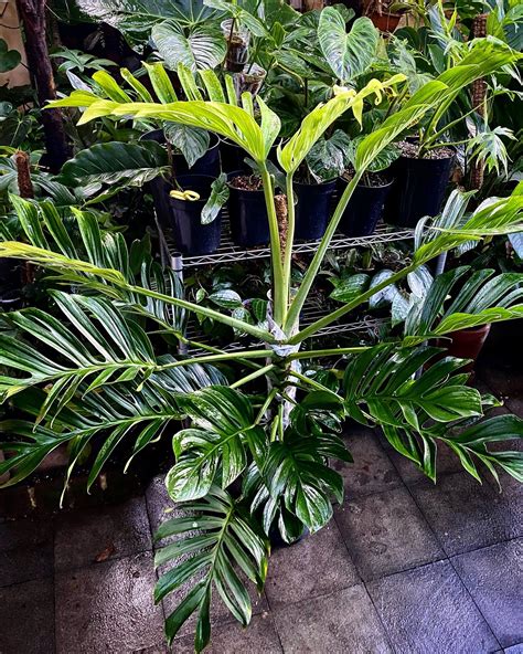 17 Best Types of Monstera Plants for a Lush, Tropical Home Oasis