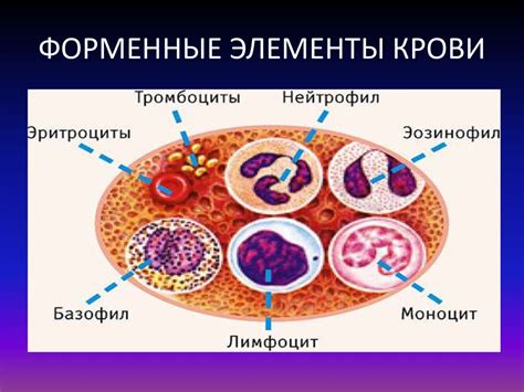 Морфология и физиология крови. Рисунки и схемы - online presentation