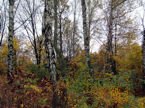 Обои Природа Лес, обои для рабочего стола, фотографии природа, лес ...