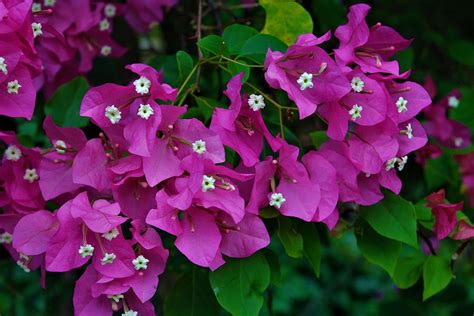 Бугенвиллея (Bougainvillea) » В мире растений и цветов