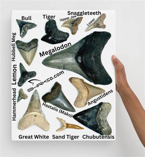 Shark Tooth Fossil Identification Chart Canvas Print – SHRKco LLC