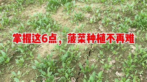 掌握这6点，菠菜种植不再难！三农农民生活好看视频