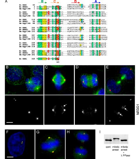 Gamma Tubulin Ring Complex Semantic Scholar