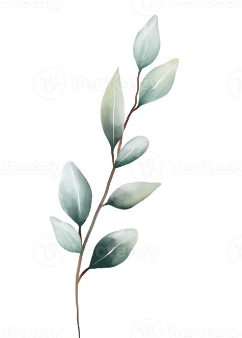 Eucalyptus Leaves Watercolor Png