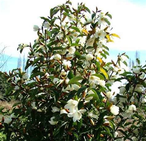 Michelia at Wairere Nursery - Buy Online
