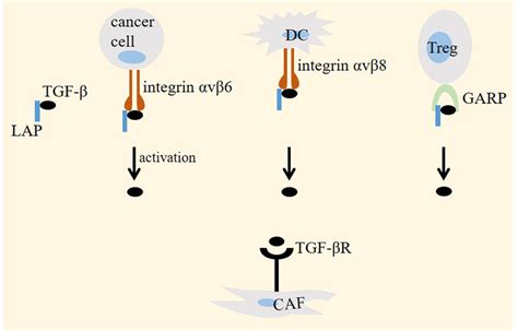 Transforming Growth Factor‐β Tgf‐β Activation In Cancer Tgf‐β Is