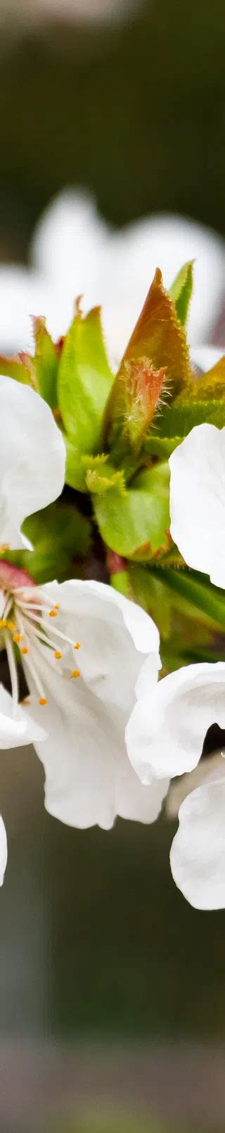 Úvodní stránka | Peltonen