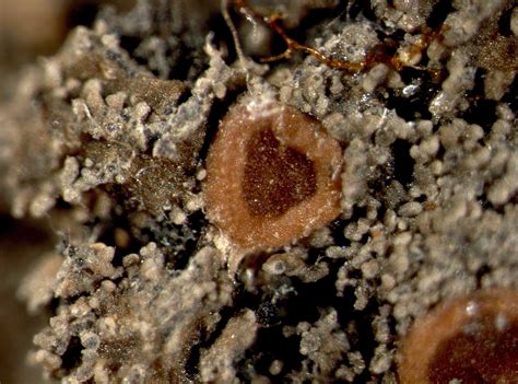 Parmeliella triptophylla (Ach.) Müll. Arg.