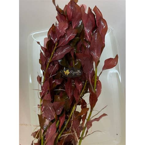 Людвигия Рубин (Ludwigia Repens Rubin) купить в интернет магазине Ryukin
