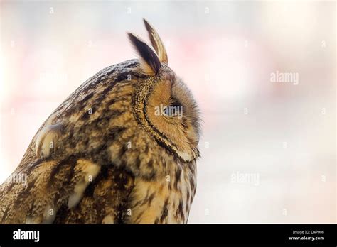 European eagle owl Stock Photo - Alamy