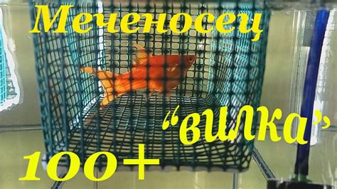 Меченосцы размножение Вильчатый меченосец Мальки меченосца - YouTube