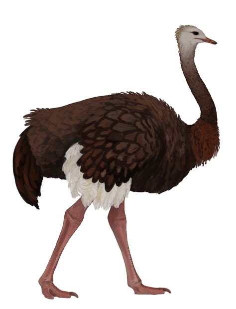 dinosaur  day orientornis linxiaensis