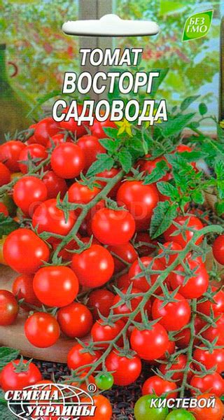 Томат Изюм Отзывы Фото Урожайность — Картинки