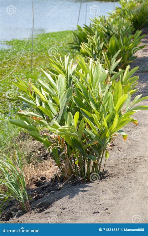 Alpinia Galanga Plants In Nature Garden Stock Image Image Of Green