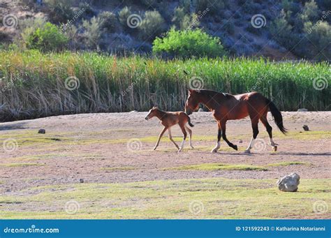 Paisagem Do Arizona Os Cavalos Selvagens De Salt River Imagem De