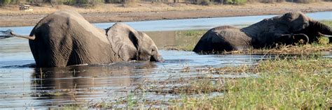 Senyati Safari Camp Chobe Botswana
