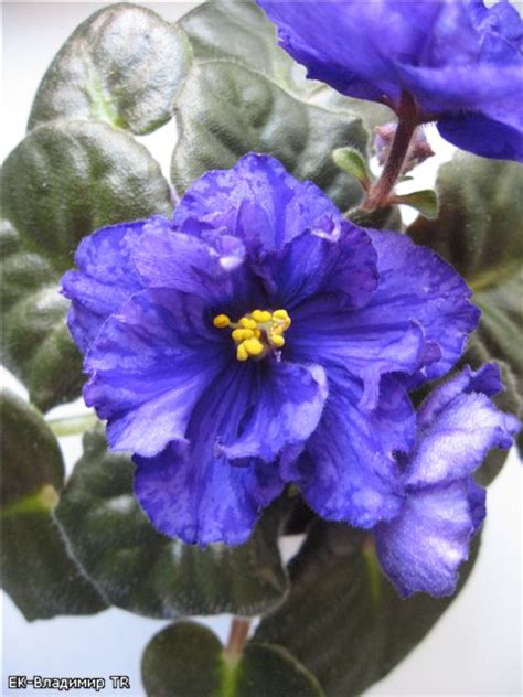 Фиалка ЕК–Владимир