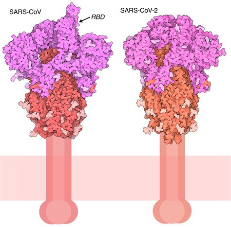 SARS CoV 2 Spike Molecule Of The Month PDBj Numon