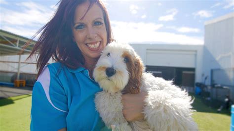 doggy day care advance behavioural training