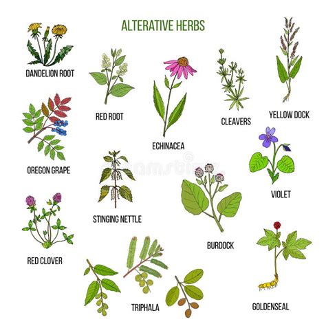 Alterative Herbs Hand Drawn Set Of Medicinal Plants Stock Vector