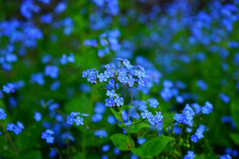 Forget-me-not Flower – Meaning and Symbolism - Symbol Sage