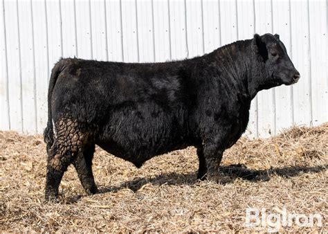 D&D TEDDY 226K BigIron Auctions