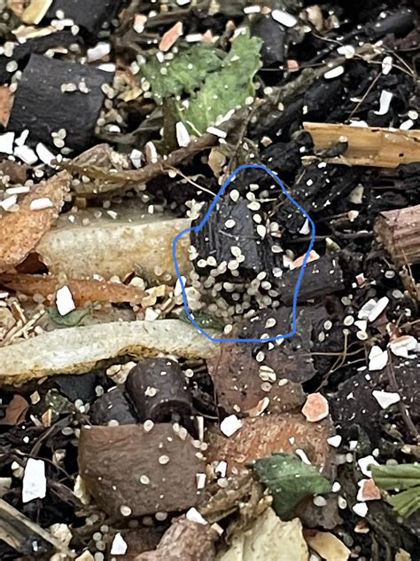 Millions upon millions of white little bugs in my vermicompost bin