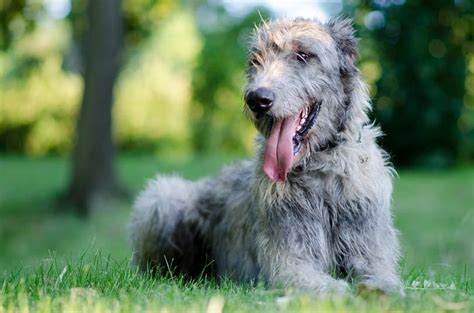 irish wolfhound cost  price guide hepper