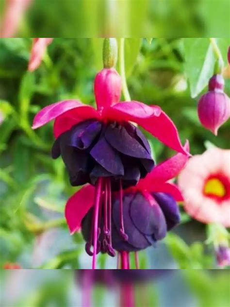 Фуксія ампельна New Millenium Fuchsia Нью Міленіум саджанець в ...